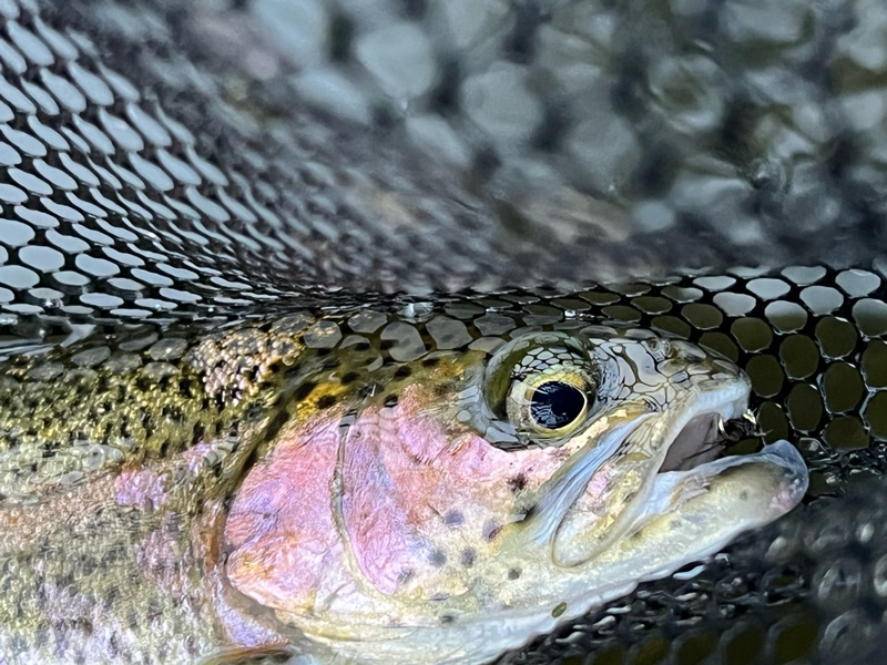 stocked rainbow trout