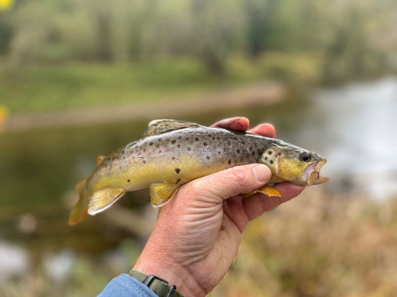 trout in a river