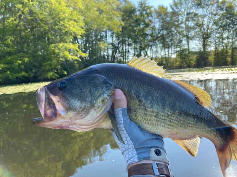 largemouth bass caught in a lake