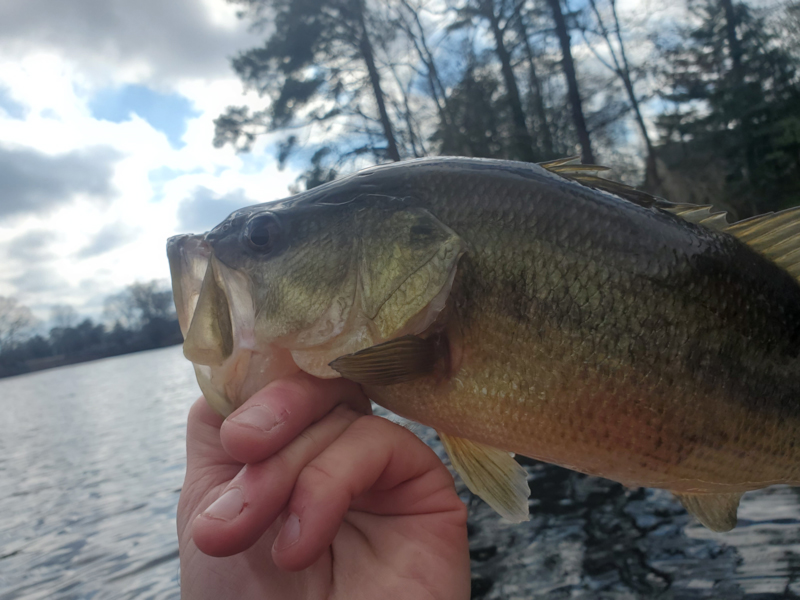 bass in a millpond