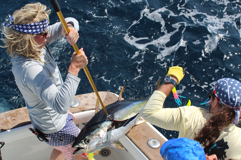 gaffing a yellowfin tuna