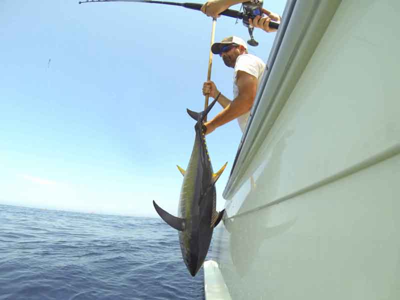 gaffing a yellowfin tuna