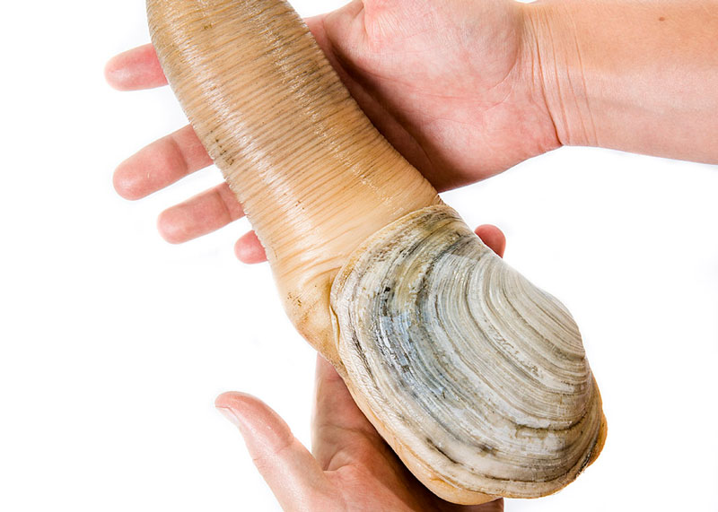 geoduck clam