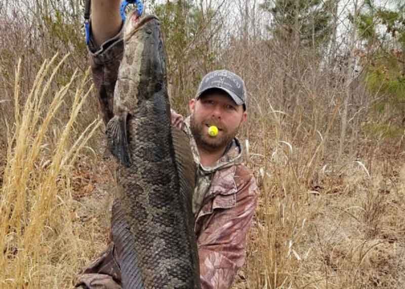 huge snakehead caught in maryland