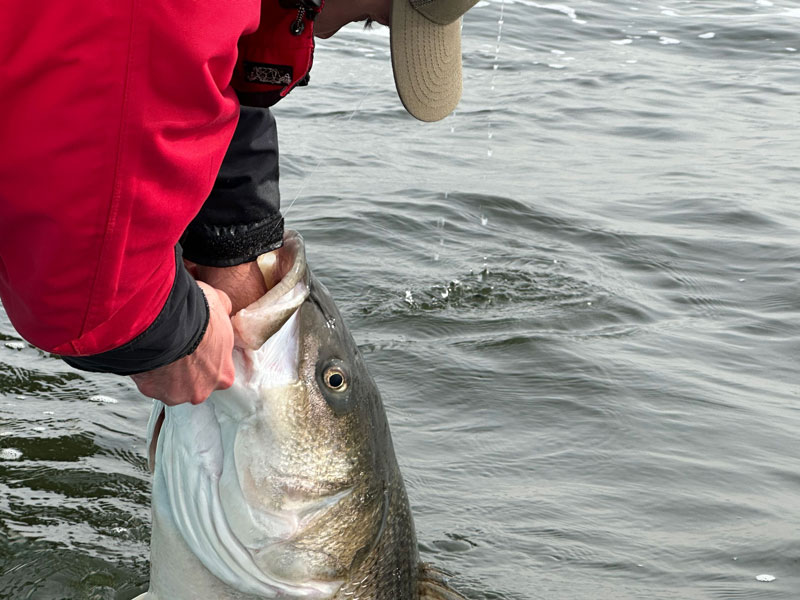 mouth of a giant rockfish