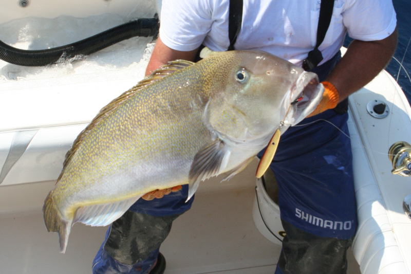 How to Catch Blueline Tilefish