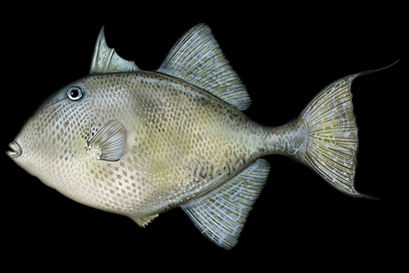 gray triggerfish in the atlantic