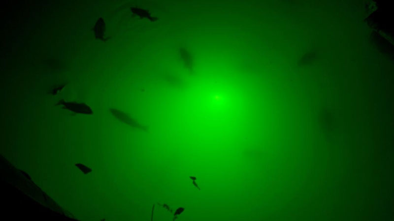 fish in green lights