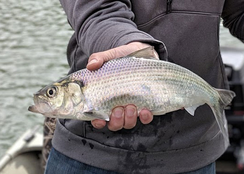hickory shad caught by an angler