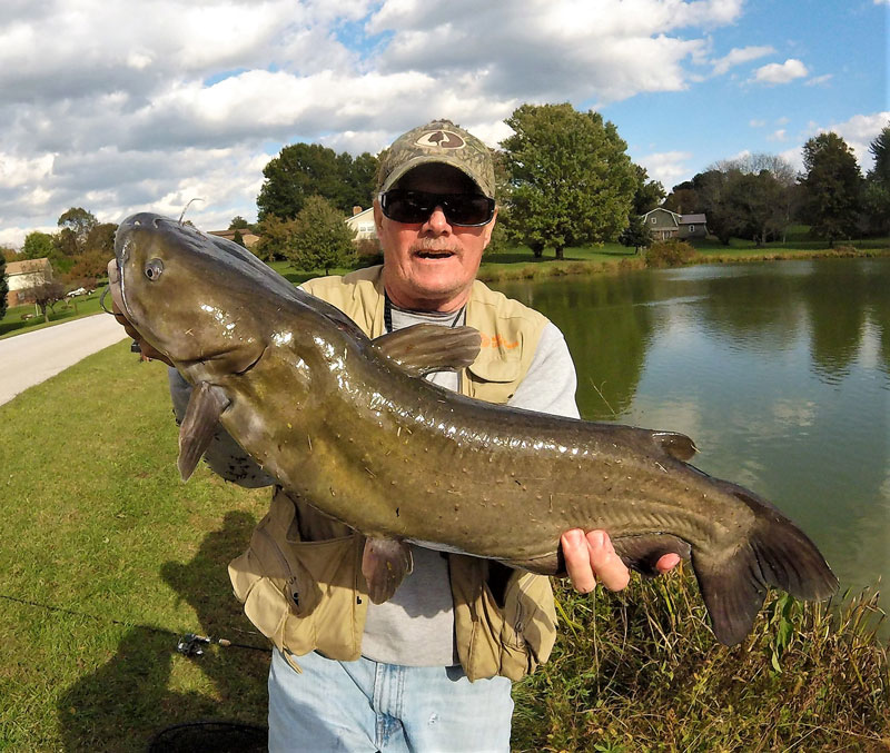 huge channel catfish