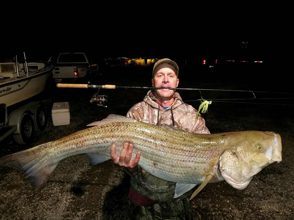 huge striped bass in chesapeake bay