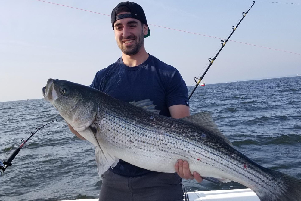 big striped bass in chesapeake bay