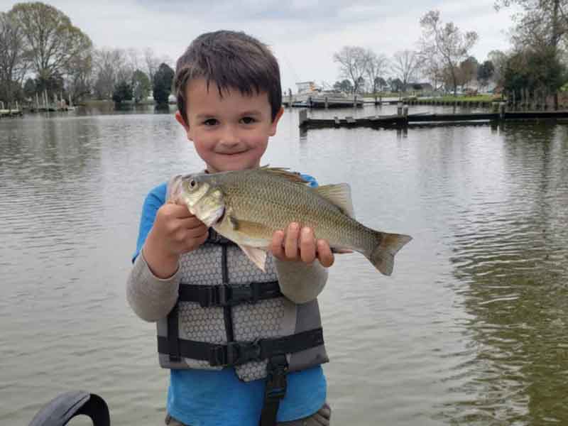 angler holds up a huge white perch
