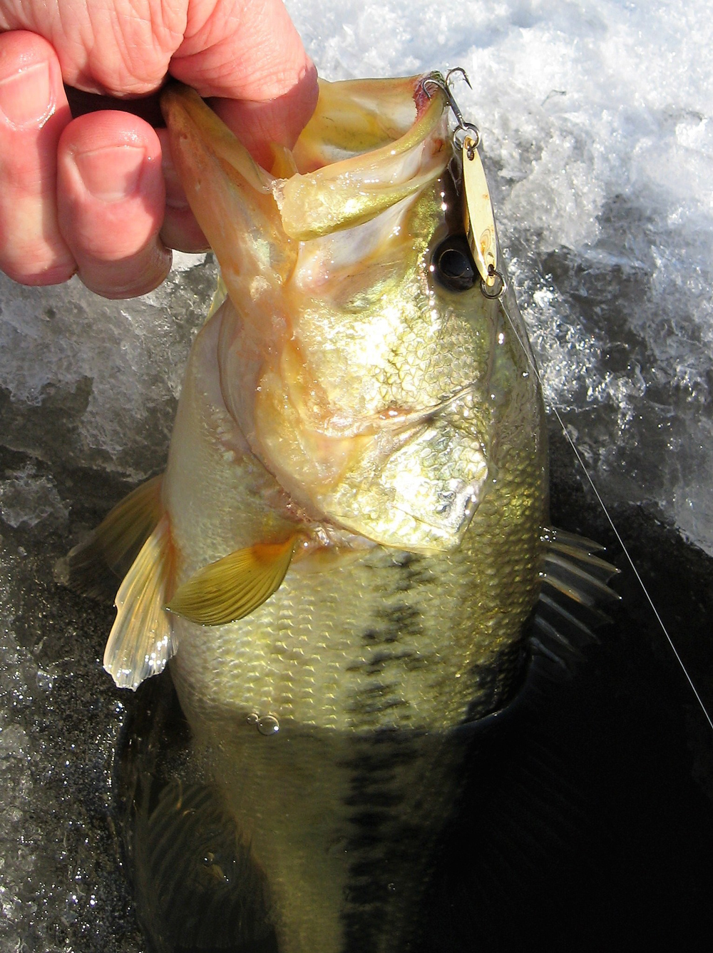 largemouth bass caught ice fishing