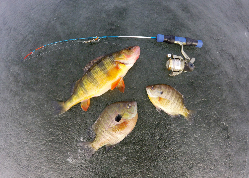 A bunch of panfish caught while ice fishing