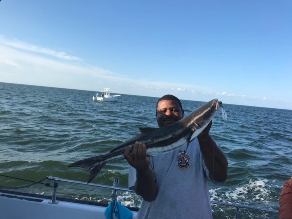 cobia in lower bay