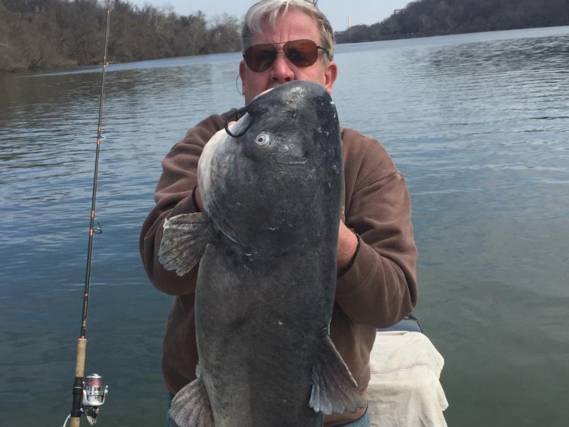 blue catfish invasive species