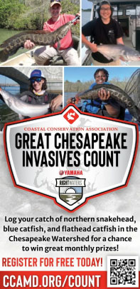 chesapeake invasives count