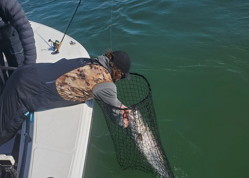 light tackle fishing for spring trophy striped bass