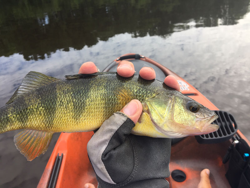 Kayak fly fishing for bluegill 