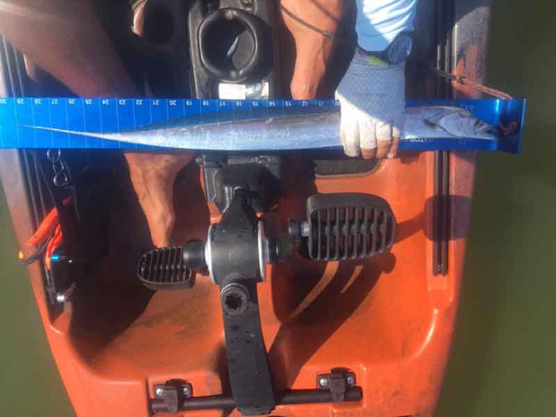 kayak angler caught a ribbonfish