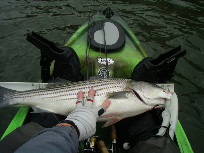 trolling for stripers from a kayak