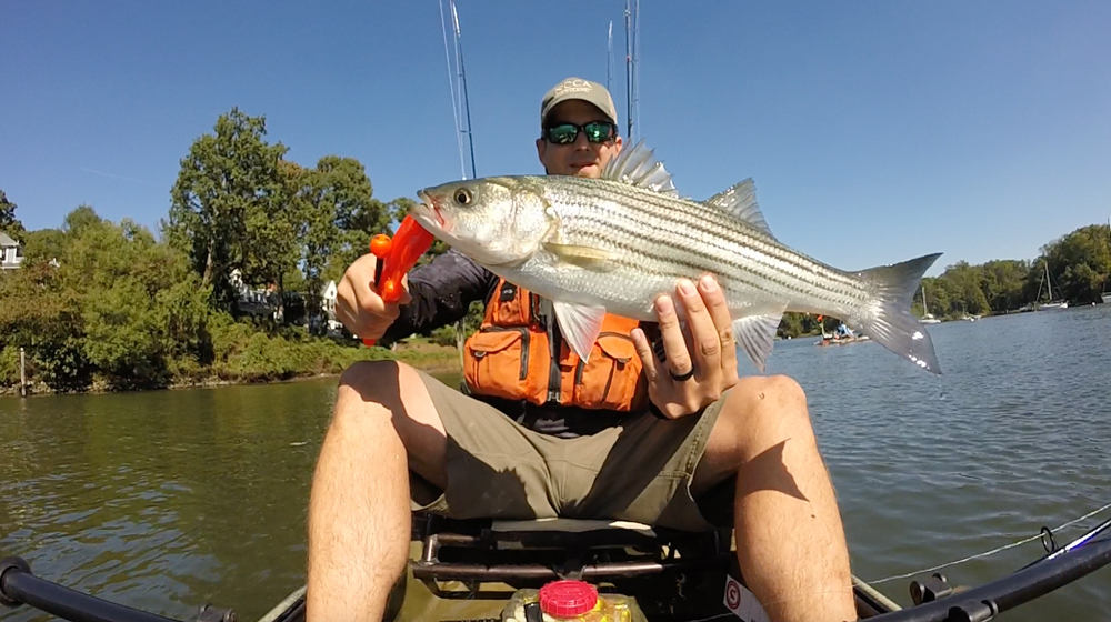 fishing for striped bass from a kayak