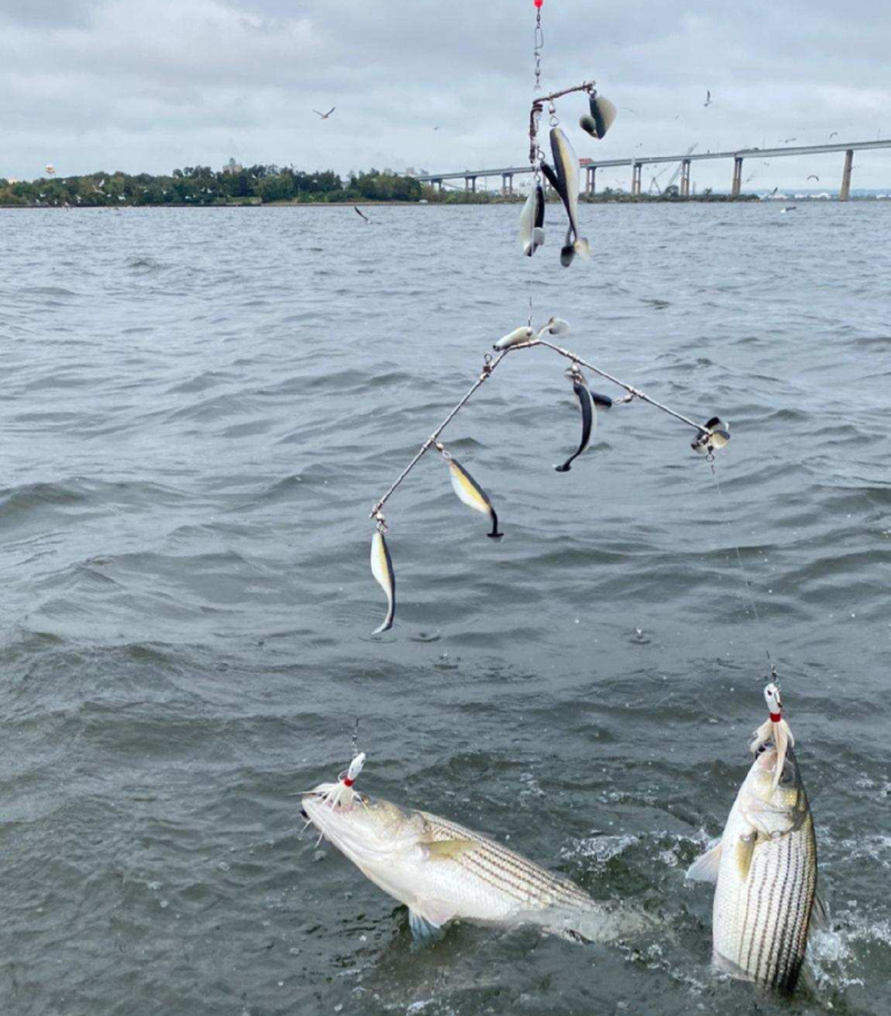 Unbelievable Cast Net Fishing Caught a lot of Herring in the River