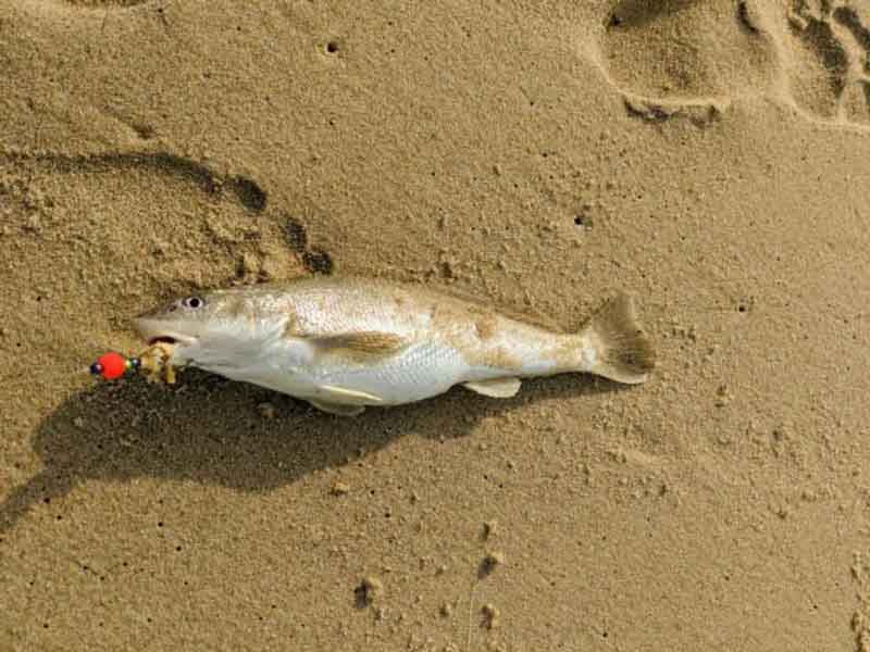 Surf Fishing in the Trough