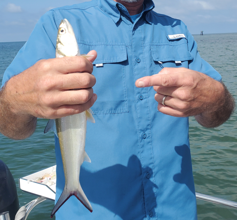 ladyfish in maryland