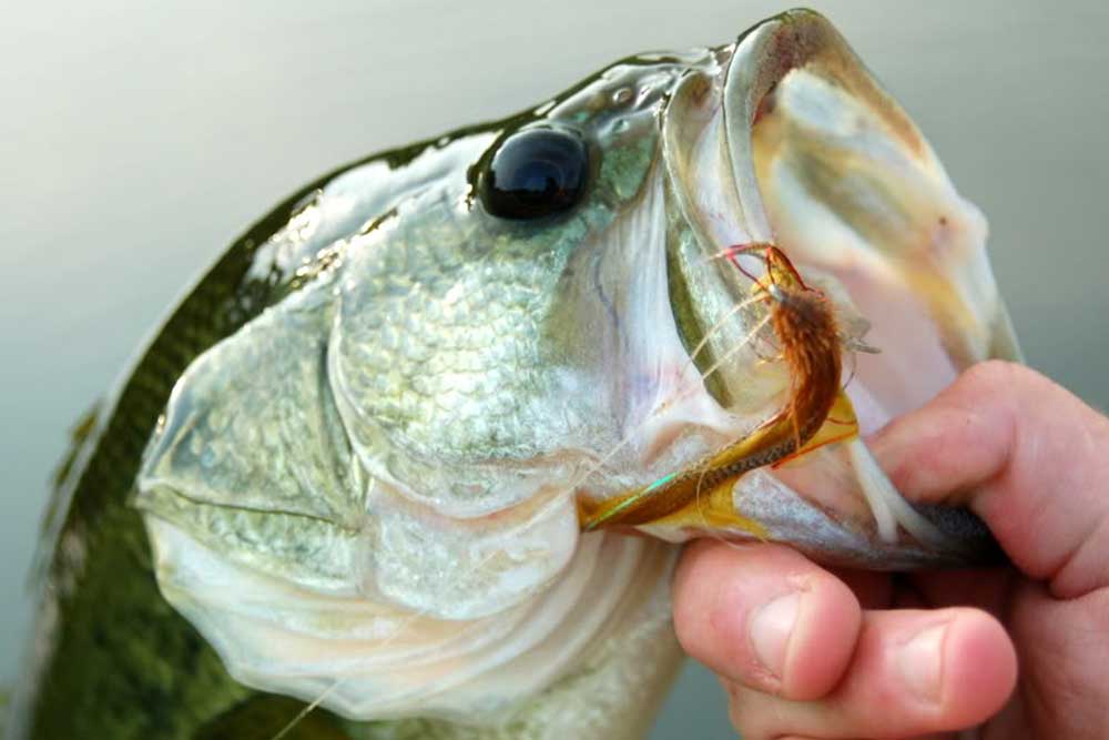 How To Go Fly Fishing for Bass FishTalk Magazine