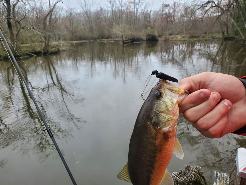 largemouth bass on a beetle spin