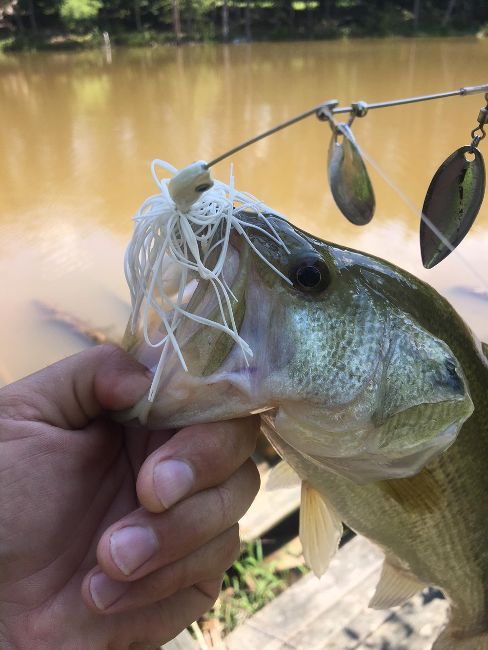 largemouth bass on spinnerbait