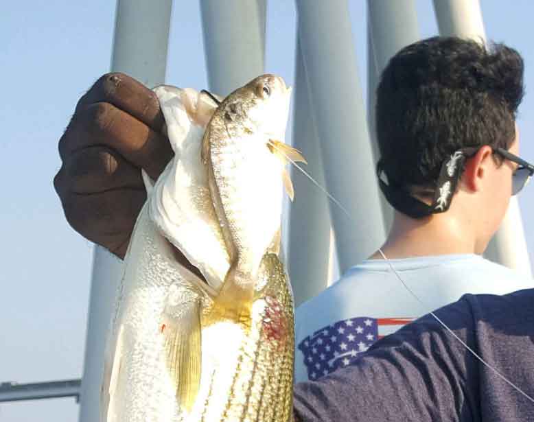 striper caught live lining