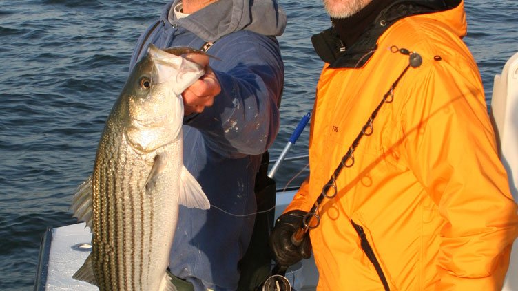 striped bass on spot