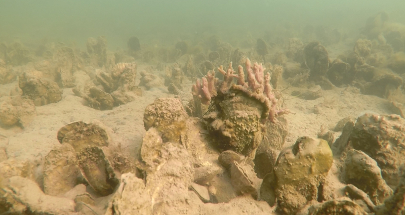 live oysters in bay