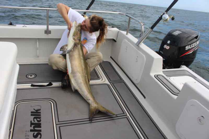 cobia fishing chesapeake bay