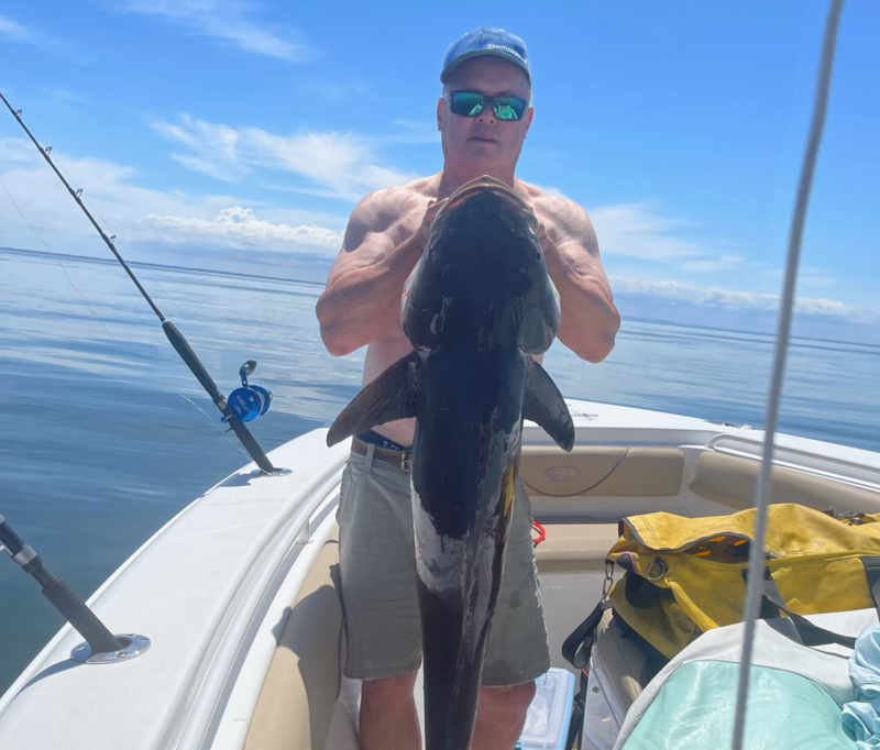 lower bay cobia