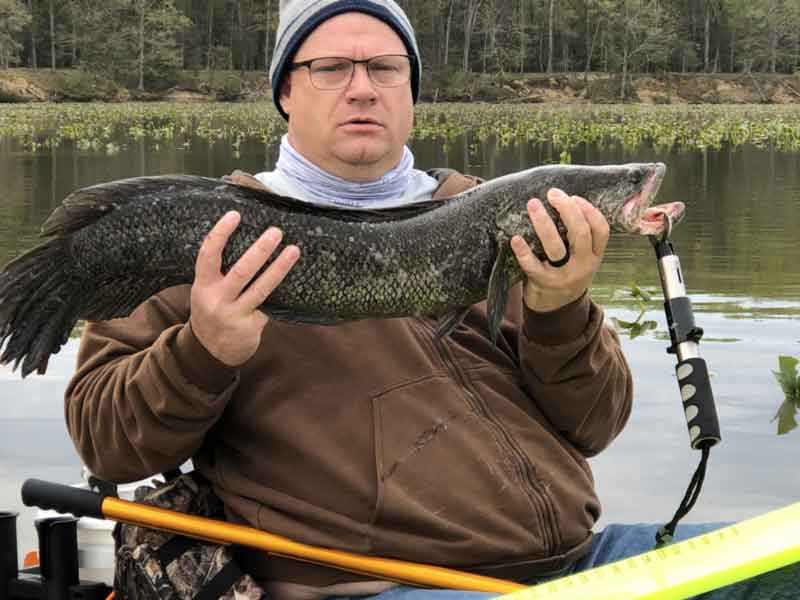 big snakehead fish