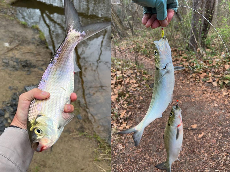 shad fishing in the river