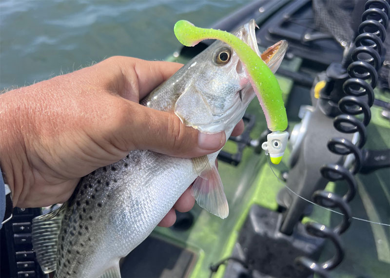 speckled trout fish