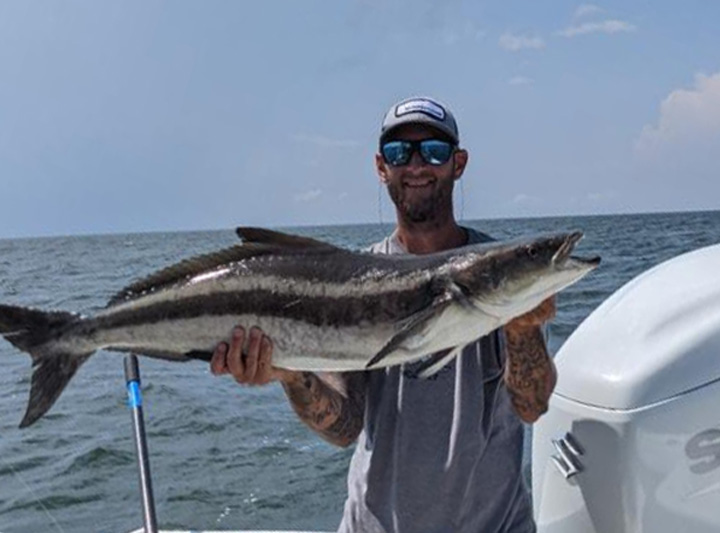cobia in the lower bay