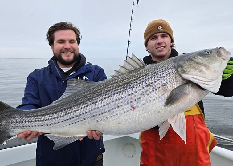 lower bay trophy striped bass