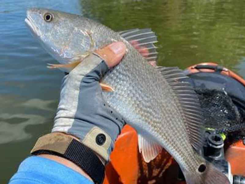 red drum caught on a kayak