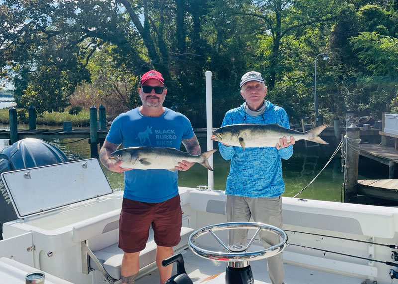 big chopper bluefish in the chesapeake