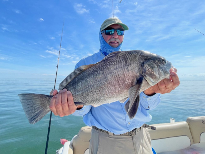 black drum in the lower bay