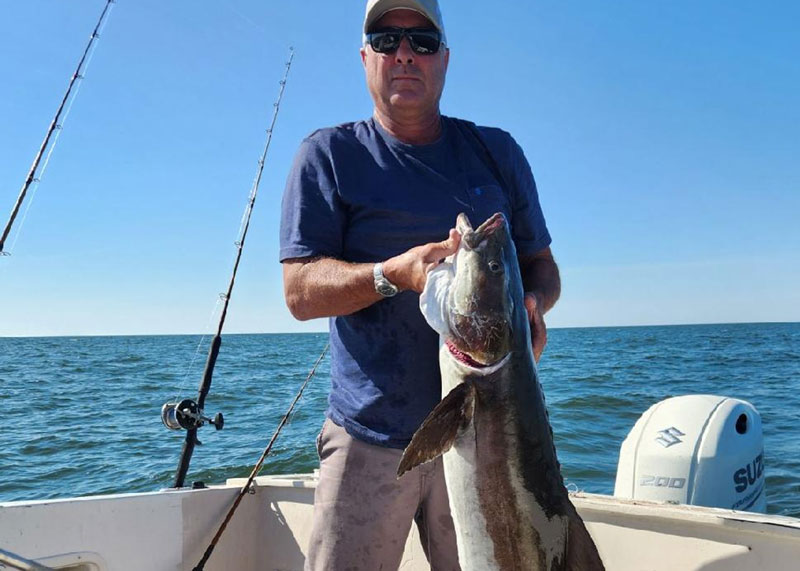 cobia caught in the lower bay