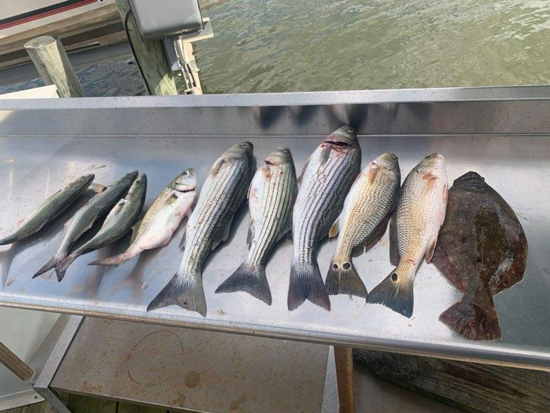 fish from the lower chesapeake bay