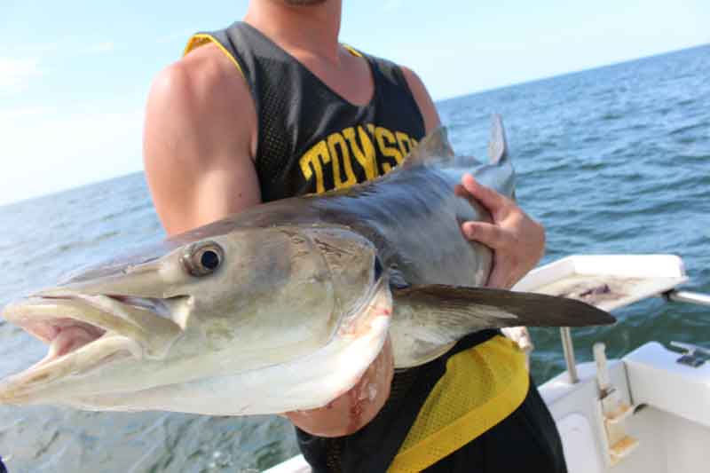 cobia caught by an angler