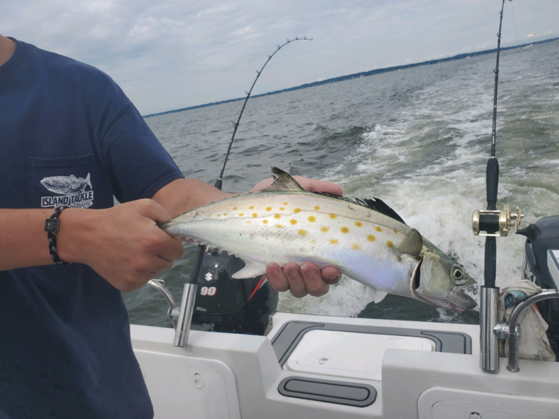 trolling for spanish mackerel